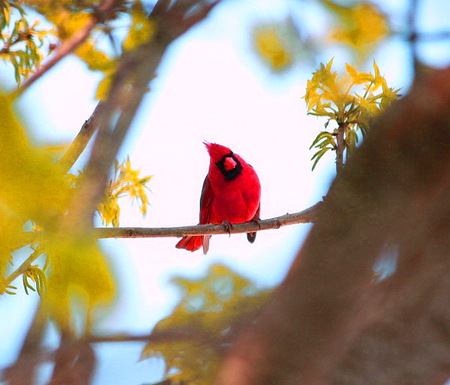 I see you - autumn, branch, head cocked, red cardinal, tree, colored leaves