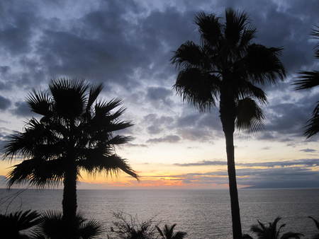 Sunset Tenerife - palms, nature, tenerife, sunset