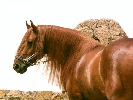 Purebreed English Horse - thoroughbred, horses, purebreed, chestnut, english