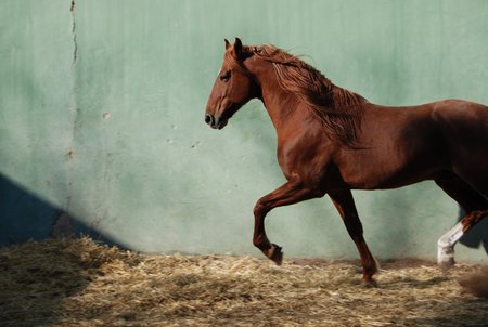 Dakar The Thoroughbred - thoroughbred, horses, racehorse, chestnut, english