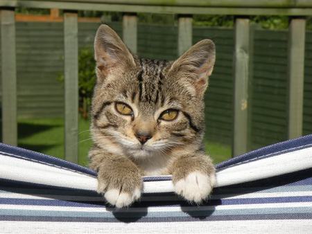 cat - waiting, pets, looking, window, cat, animals