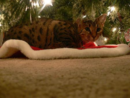 Christmas tree - cat, waiting, tree, under, christmas