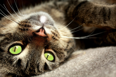 Lovely Tabby - pet, animal, greeneyes, kitten, tabby, cat