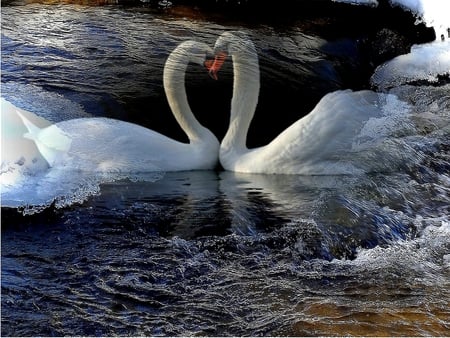 WINTER LOVE - white, pair, winter, water, swans, ocean