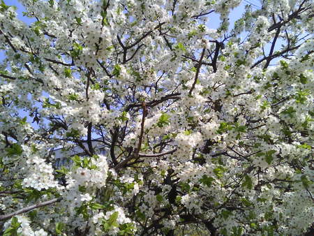 spring flowers - me, alyah