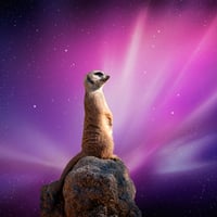 MEERKAT