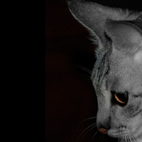 My beautiful cat