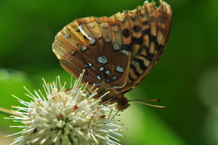 Butterfly Macro - green, brown, macro, butterfly, flower