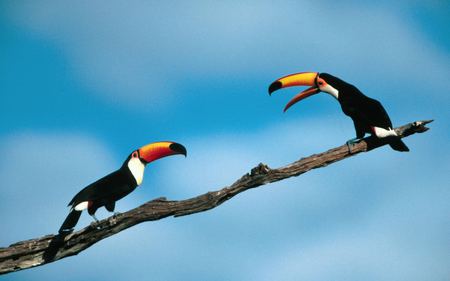 Two-Toucans-Talking - cloud, toucans, birds, sky