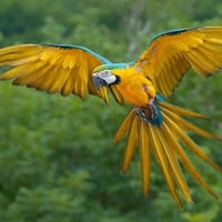 Blue-and-Yellow-Macaw-Bird-Flying