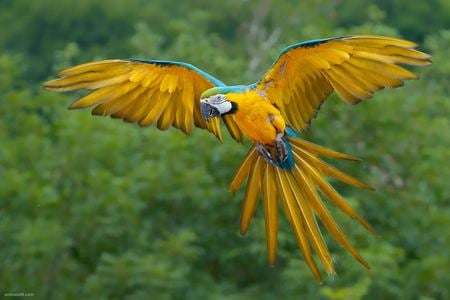 Blue-and-Yellow-Macaw-Bird-Flying - bird, nature, macaw, yellow, blue, green, flying, parrot