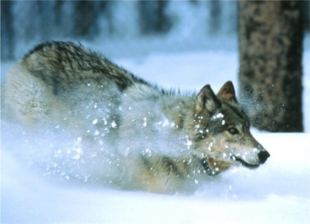 Wolf Playing inSnow - wolf, playful, snow, winter, forrest