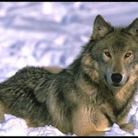 Grey Wolf