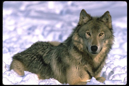 Grey Wolf - snow, grey, winter, wolf