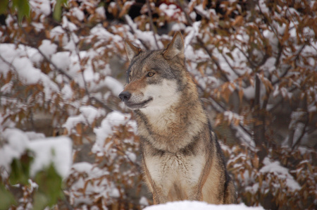 Red Wolf inthe Woods - wolf, snow, red, winter, lovely