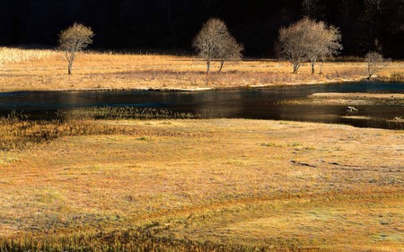 golden field - field, gold, nature, water