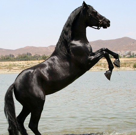 Royal Lake - horses, oriental, black, arabian