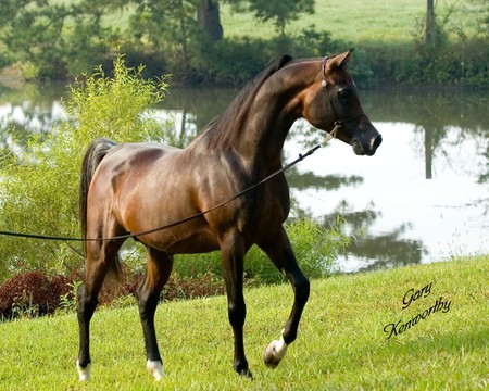 Bay Arabian - oriental, arabian, horses, bay