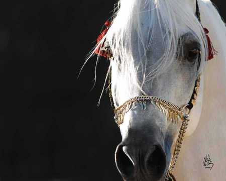 Mishaal - white, horses, grey, oriental, arabian