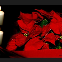 2. Advent - Poinsetia