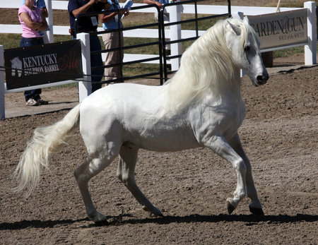 White Beauty Spaniard - spanish, white, horses, iberian, andalusian