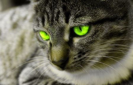 Cat green eyes