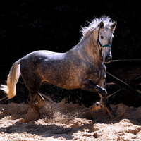 Dappled grey