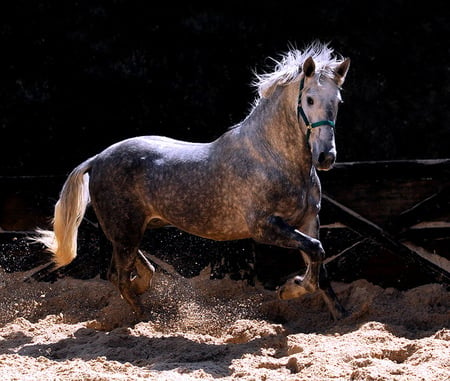 Dappled grey - horse, stallion, beauty, dappled grey, galloping