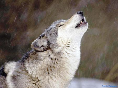 Lonely Wolf - wolf, lonely, snow, winter, howling