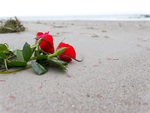 Roses at the Beach