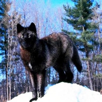 Great lookig Black Wolf