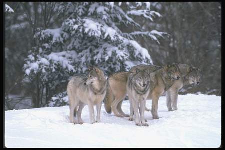 Wolfpack - wolves, two, snow, pack