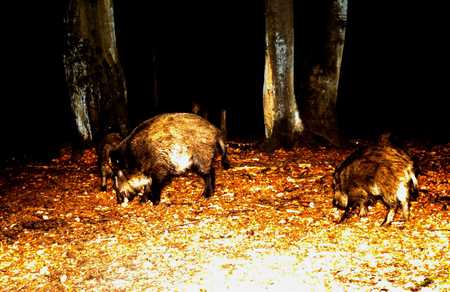 Wild pigs - evening, pigs, wild, woods