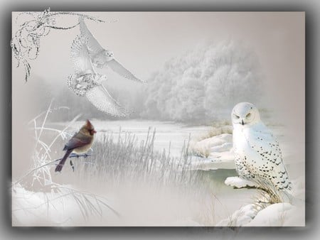 WHITE OWL - bird, owls, white, winter, snow