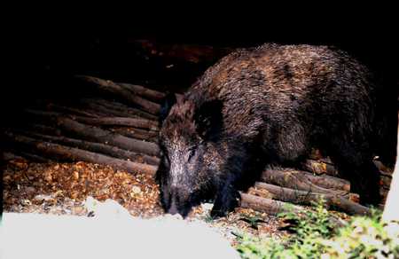 Wild pig search for food - pigs, food, woods, wild