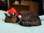 Santa cat