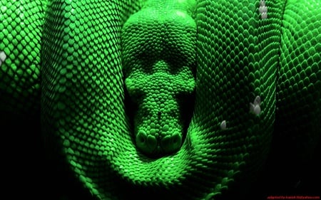 sleeping snake - nature, green, sleep, snake