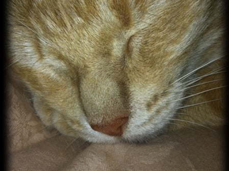 Sleeping beauty - animal, feline, pink nose, orange, sleeping, cat