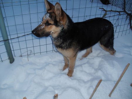 Glorious dog - glorious, snow, animals, dog, winter, black