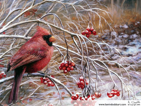 Colour Of Christmas - bird, cardinal, trees, branches, winter, snow, berries, grasses, red, cold, woods