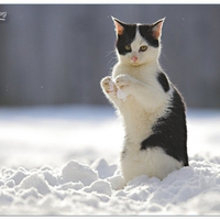 winter cat