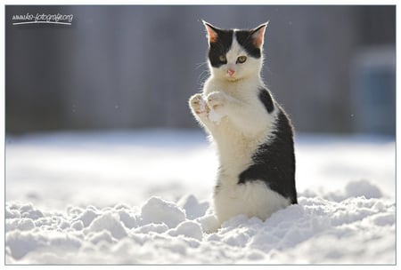 winter cat - backyard, white black, snow, nice, staying, cat