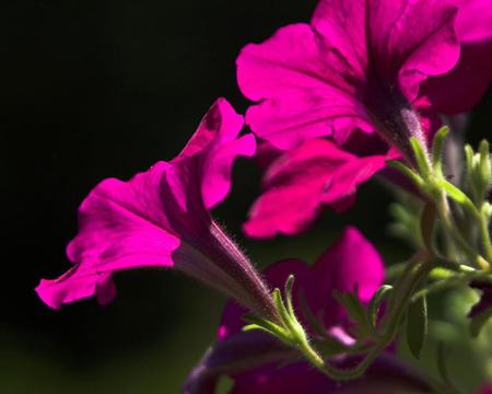 Flowers - flowers, leaves, petals, nature