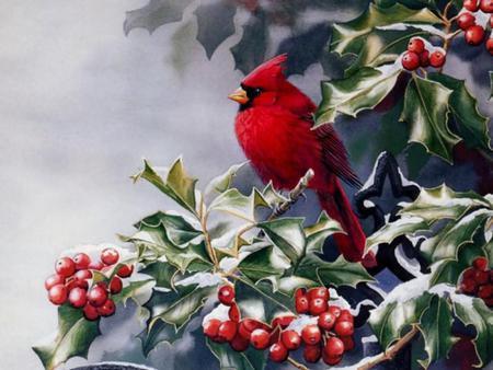 Cardinal - bird, cardinal, holly, animal