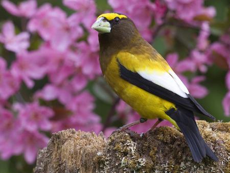 Bird - animal, blooms, tree, bird