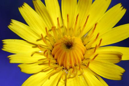 Flower - flower, yellow, petals, nature