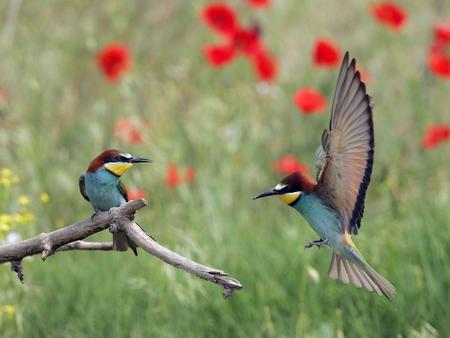 Birds - flowers, wings, animal, birds