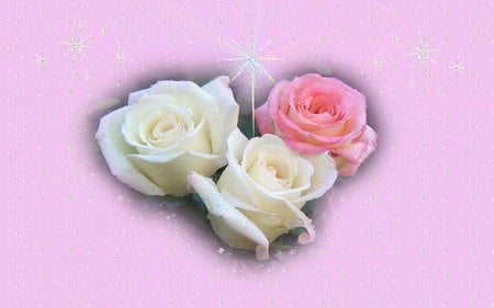 Christmas Star Roses - white, three, roses, pink, beautiful, christmas star, still life