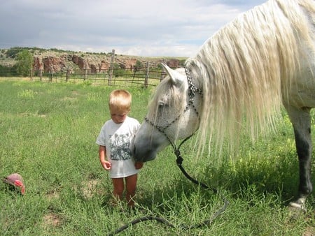 Sweet Friendship - spanish, kid, grey, horses, tender, sweet, child, andalusian