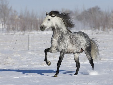 Wintry Horse - horses, spanish, grey, winter, andalusian